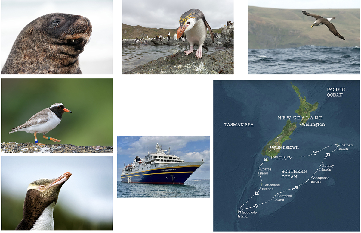 Festival of Wildlife Subantarctic Islands